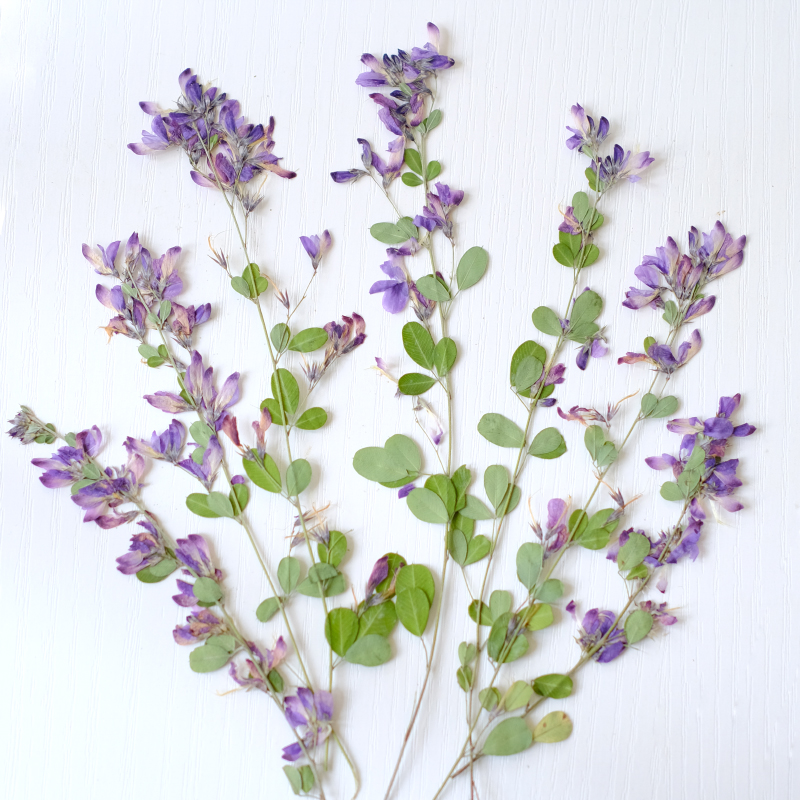 Resin Art Photo Frame - 6pcs,nature Lespedeza Formosa Dried Pressed Flowers,Plant