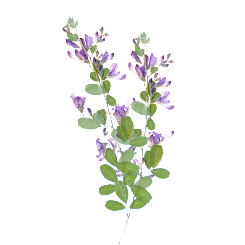 6pcs,nature Lespedeza Formosa  - Resin Art Photo Frame review and price