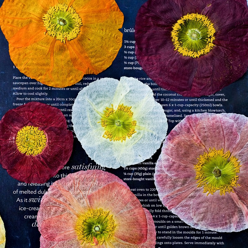1pcs,Nature Field Poppy Presse - Resin Art Photo Frame review and price