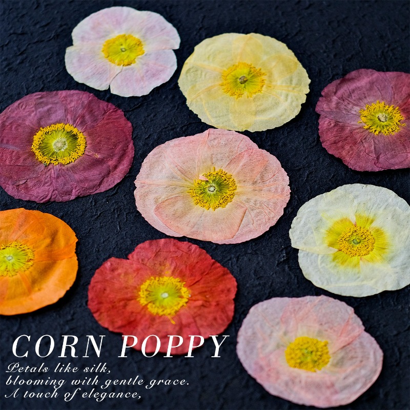 1pcs,Nature Field Poppy Presse - Resin Art Photo Frame review and price