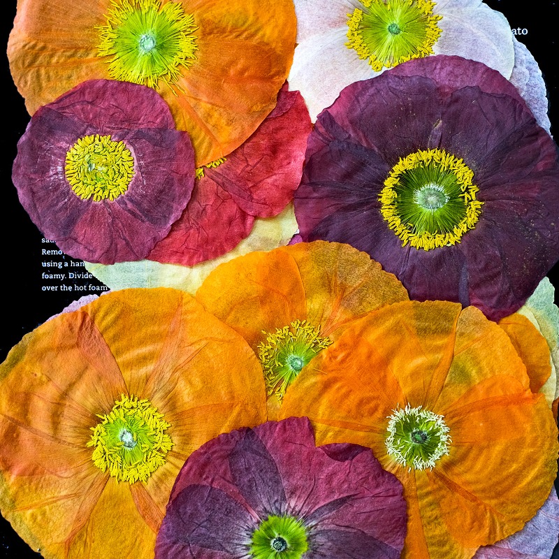 1pcs,Nature Field Poppy Presse - Resin Art Photo Frame review and price