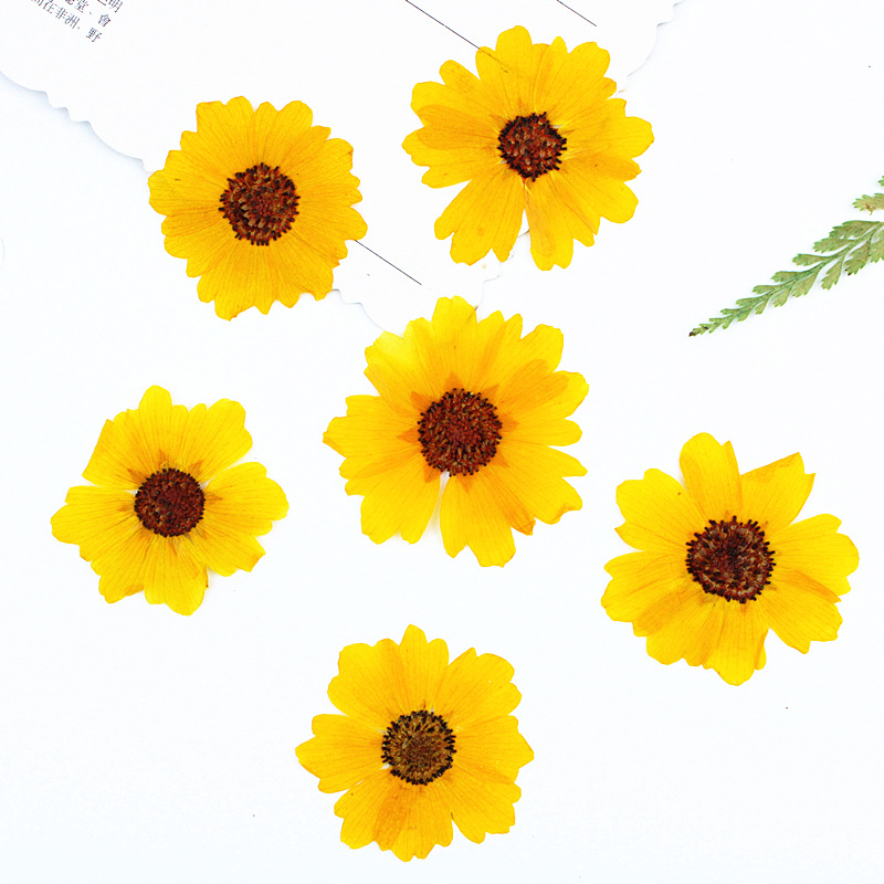24pcs,Natural Chrysanthemum Re - Resin Art Photo Frame review and price