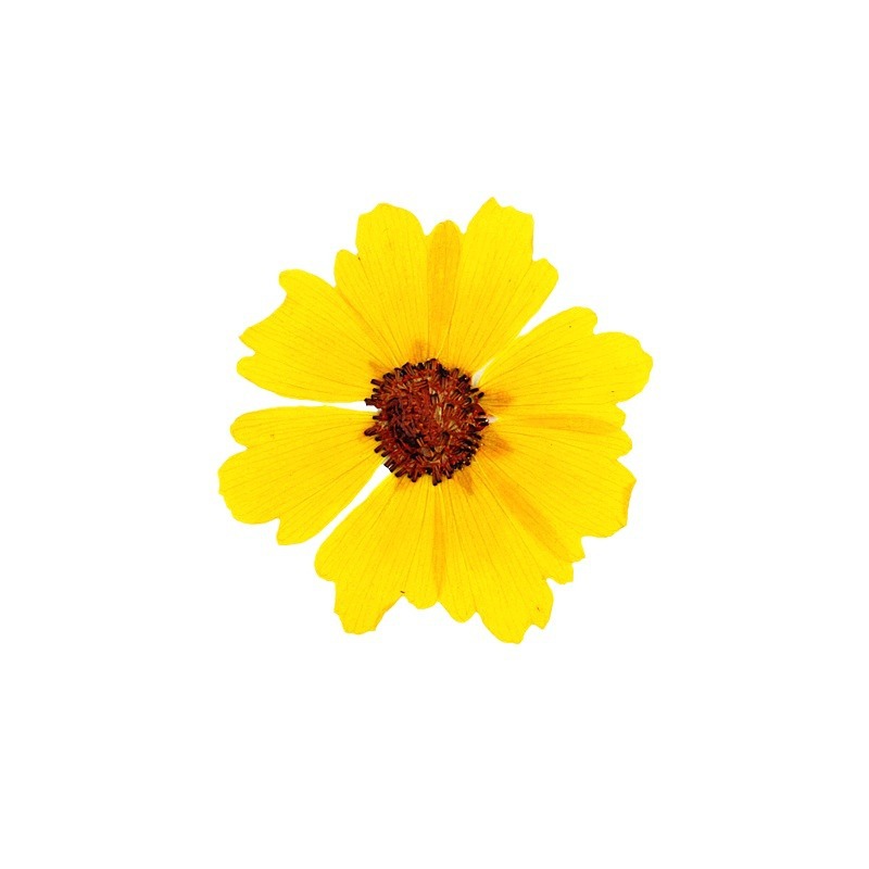 24pcs,Natural Chrysanthemum Re - Resin Art Photo Frame review and price