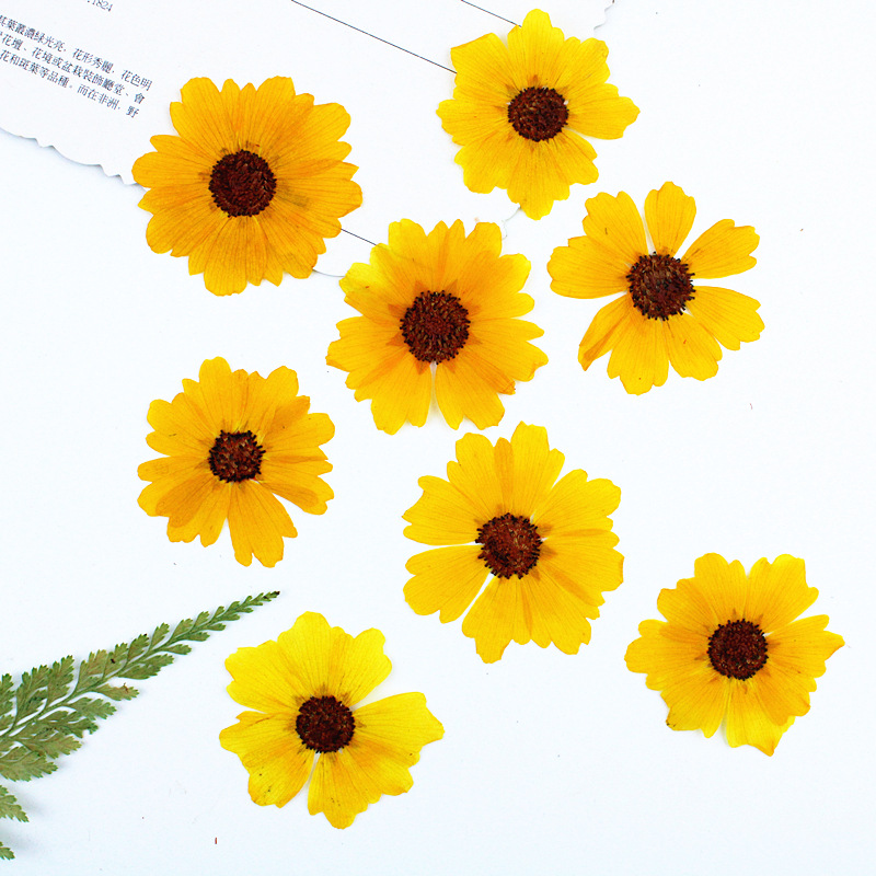 24pcs,Natural Chrysanthemum Re - Resin Art Photo Frame review and price