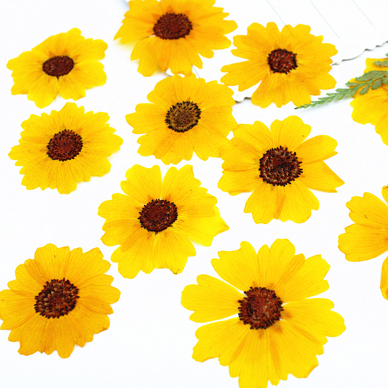 24pcs,Natural Chrysanthemum Re - Resin Art Photo Frame review and price